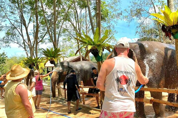 Koh Samui : Elephant Nature Care, il più grande santuario degli elefanti