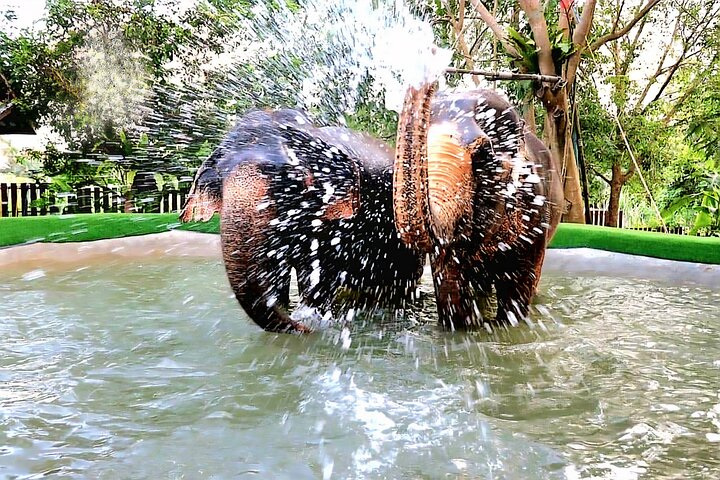 Koh Samui : Elephant Nature Care, il più grande santuario degli elefanti