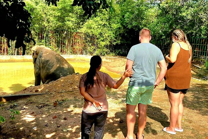 Koh Samui : Elephant Nature Care, il più grande santuario degli elefanti