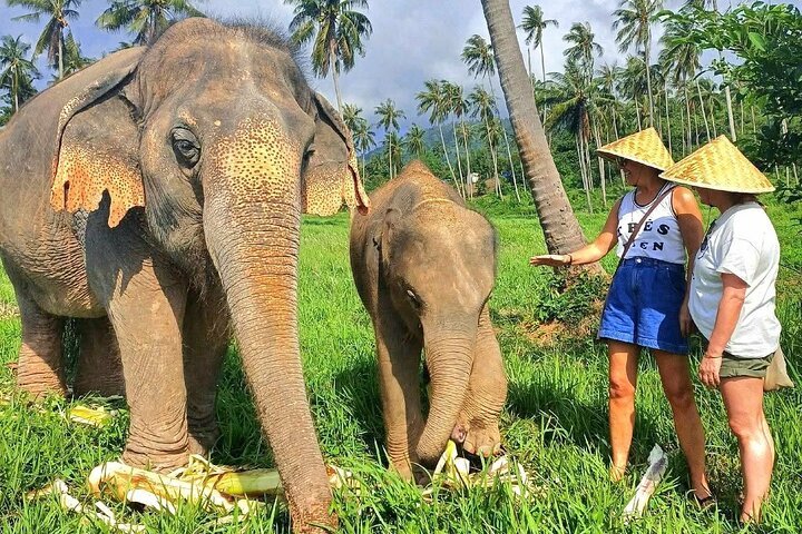 Koh Samui : Elephant Nature Care, il più grande santuario degli elefanti