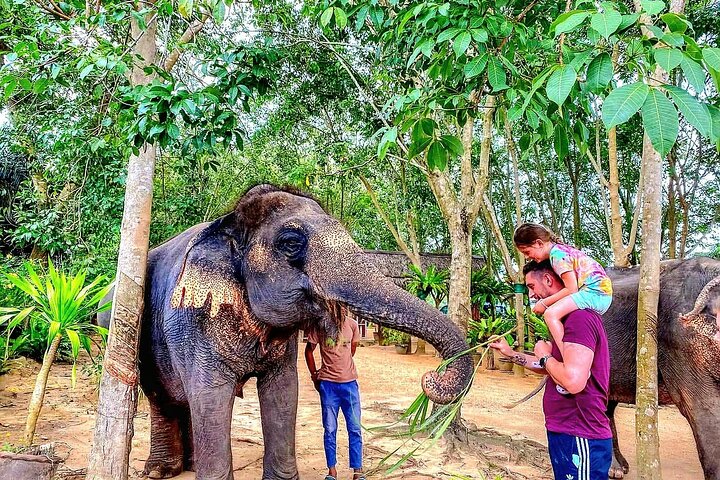 Koh Samui : Elephant Nature Care, il più grande santuario degli elefanti