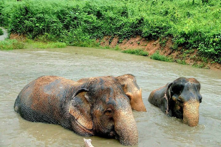 Koh Samui : Elephant Nature Care, il più grande santuario degli elefanti