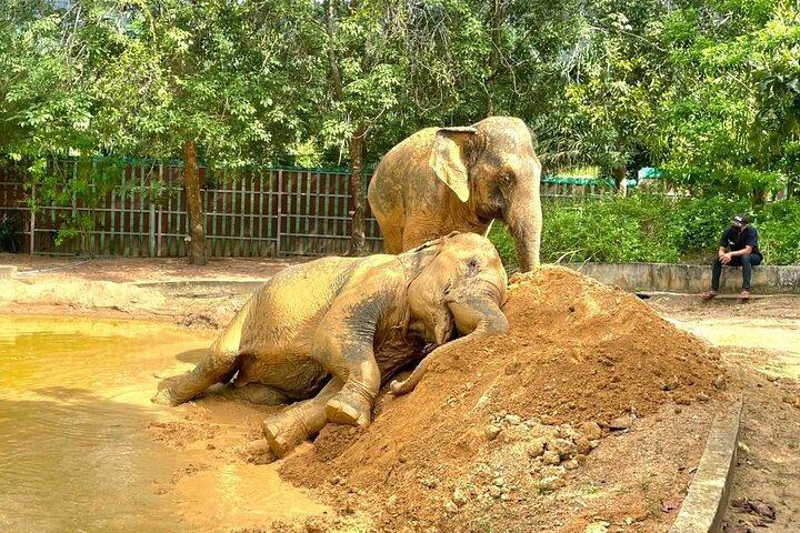 Koh Samui : Elephant Nature Care, il più grande santuario degli elefanti