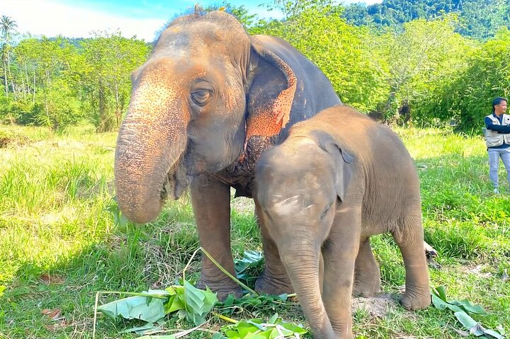 Koh Samui : Elephant Nature Care, il più grande santuario degli elefanti