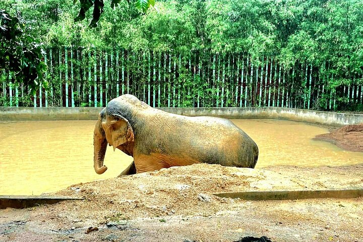 Koh Samui : Elephant Nature Care, il più grande santuario degli elefanti