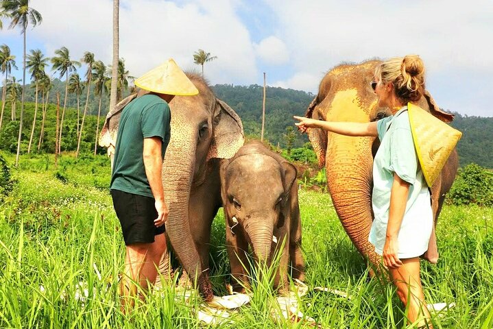 Koh Samui : Elephant Nature Care, il più grande santuario degli elefanti