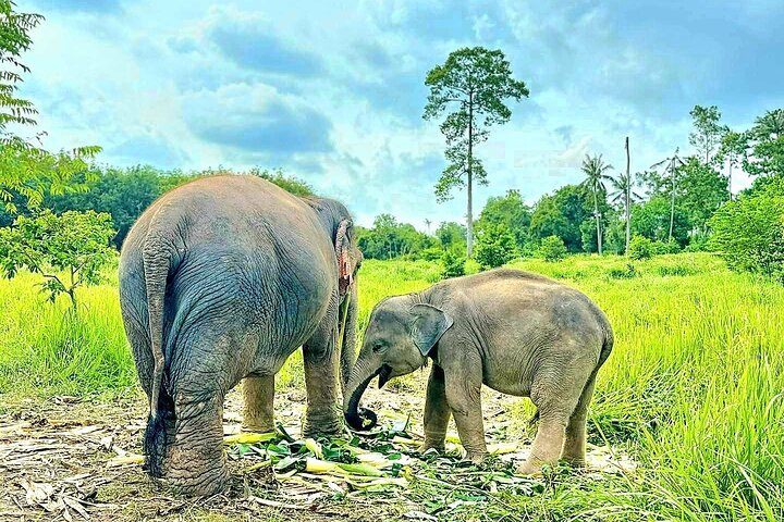 Koh Samui : Elephant Nature Care, il più grande santuario degli elefanti