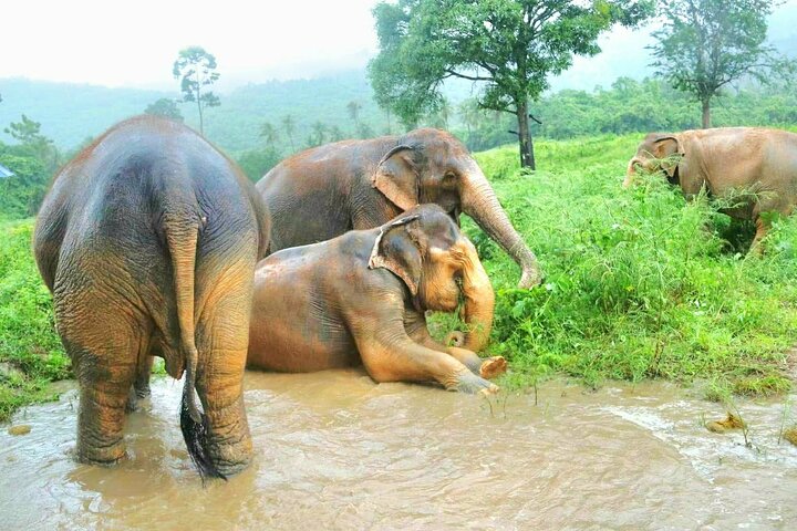 Koh Samui : Elephant Nature Care, il più grande santuario degli elefanti