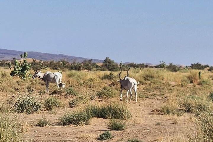 Übernachtung Desert Escape Foum Zguid nach Erg Chigaga Dunes