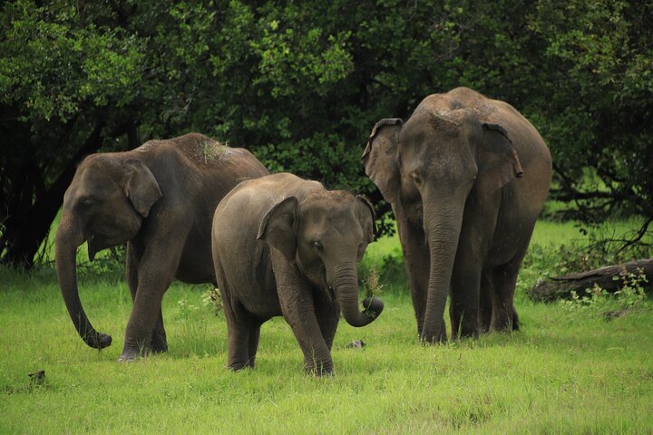 Safari privé d'une demi-journée au parc national Minneriya avec Guide Expert