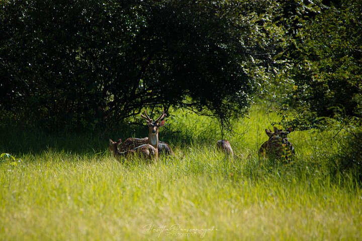 Sigiriya Hike & Minneriya Safari Privétour van een hele dag
