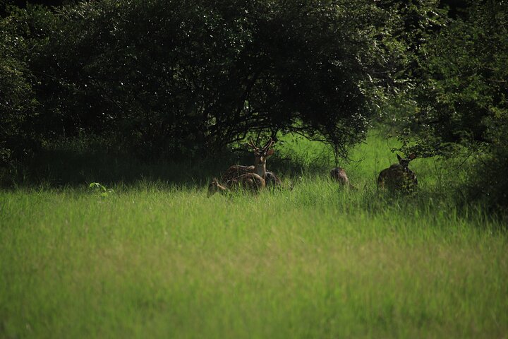Safari privé d'une demi-journée au parc national Minneriya avec Guide Expert