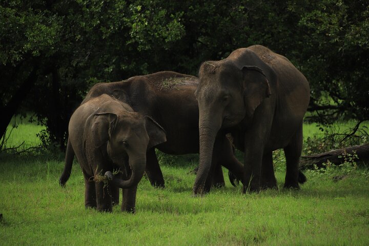 Safari privé d'une demi-journée au parc national Minneriya avec Guide Expert