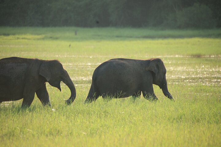 Safari privé d'une demi-journée au parc national Minneriya avec Guide Expert