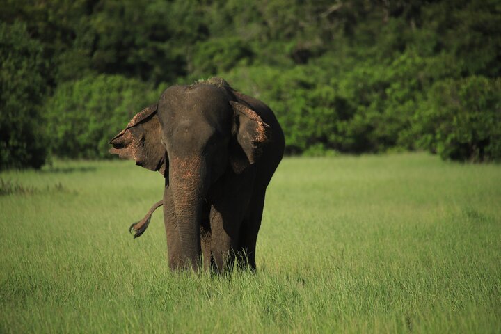 Safari privé d'une demi-journée au parc national Minneriya avec Guide Expert