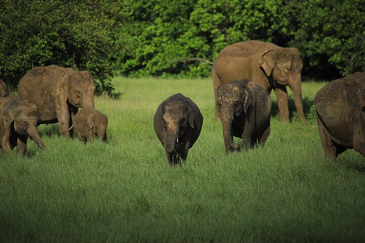 Safari privé d'une demi-journée au parc national Minneriya avec Guide Expert