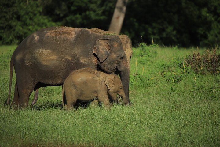 Safari privé d'une demi-journée au parc national Minneriya avec Guide Expert