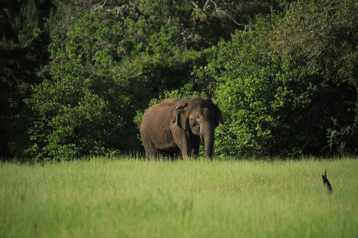 Safari privé d'une demi-journée au parc national Minneriya avec Guide Expert