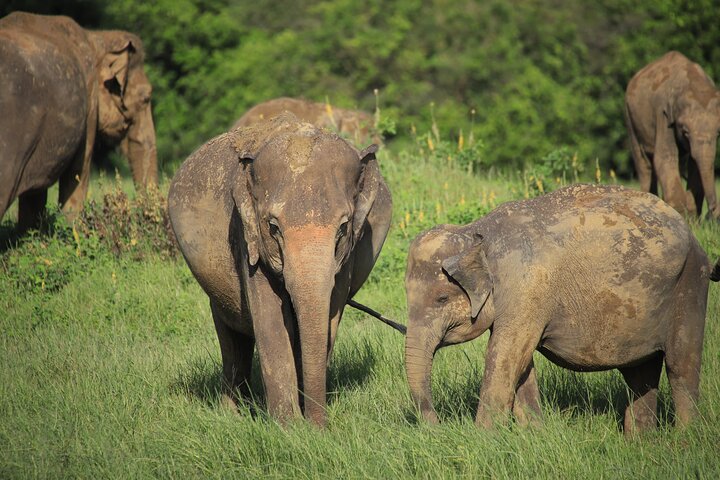 Safari privé d'une demi-journée au parc national Minneriya avec Guide Expert