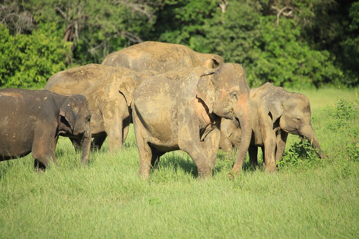 Safari privé d'une demi-journée au parc national Minneriya avec Guide Expert