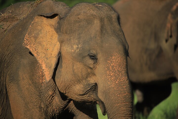 Safari privé d'une demi-journée au parc national Minneriya avec Guide Expert