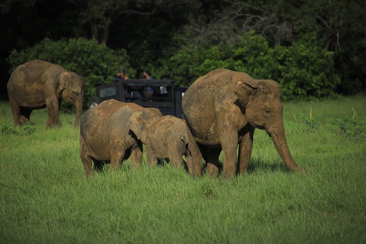 Safari privé d'une demi-journée au parc national Minneriya avec Guide Expert