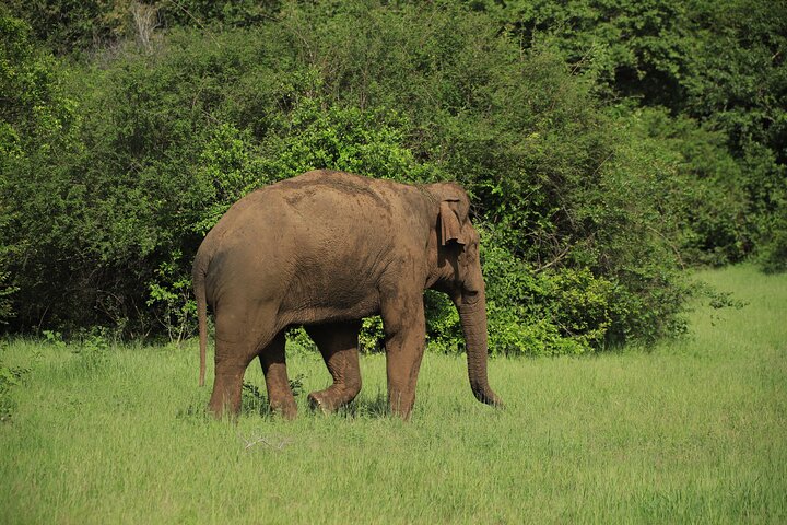 Safari privé d'une demi-journée au parc national Minneriya avec Guide Expert