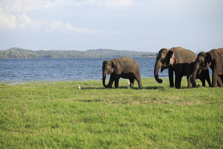 Sigiriya Hike & Minneriya Safari Privétour van een hele dag