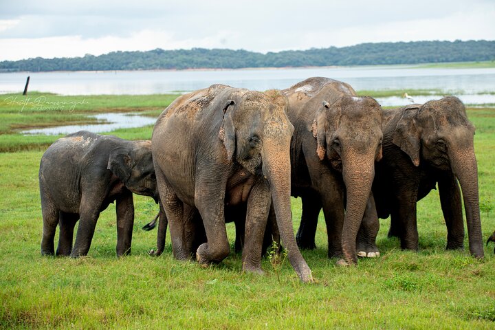 Sigiriya Hike & Minneriya Safari Privétour van een hele dag