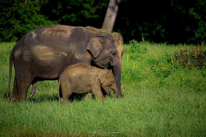 Sigiriya Hike & Minneriya Safari Privétour van een hele dag