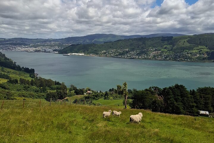 Private Dunedin & Otago Peninsula Tours Opptil 4 personer