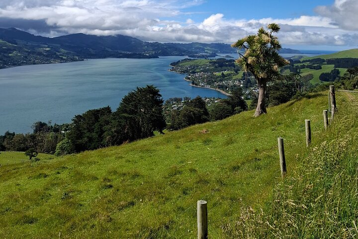 Private Dunedin & Otago Peninsula Tours Opptil 4 personer