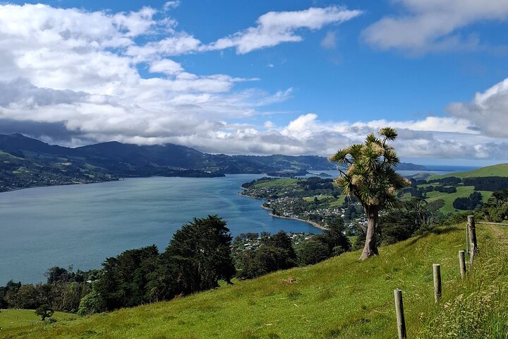 Private Dunedin & Otago Peninsula Tours Opptil 4 personer