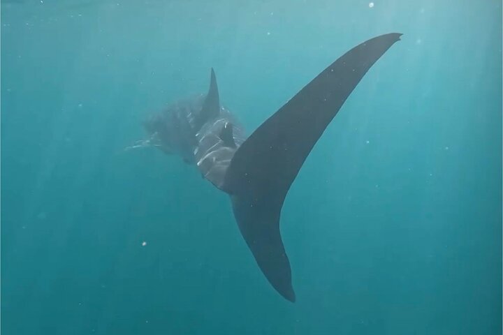 Nada con el tiburón ballena en La Paz, México