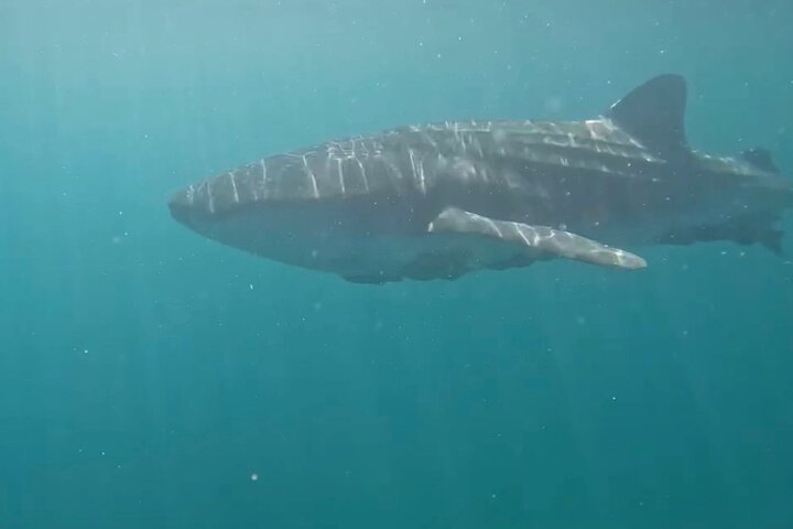 Nada con el tiburón ballena en La Paz, México