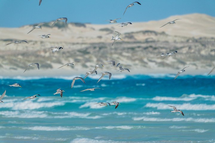 Coffin Bay Tour med Oyster Shucking og Off Road Adventure