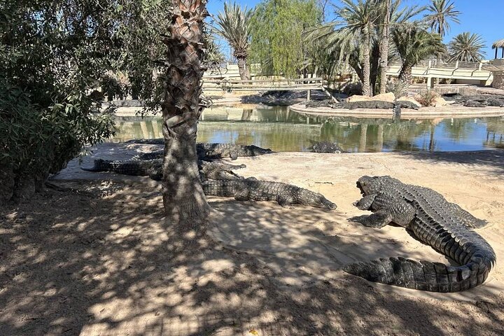 Krokodillenboerderij en culturele musea ervaring in Djerba