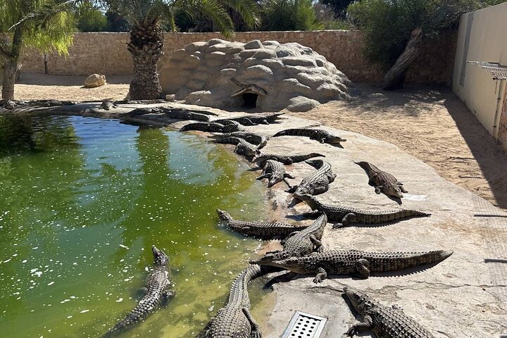 Krokodillenboerderij en culturele musea ervaring in Djerba
