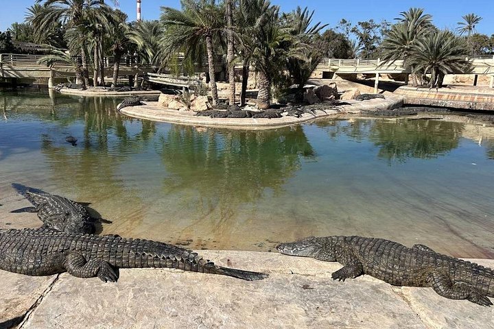 Krokodillenboerderij en culturele musea ervaring in Djerba