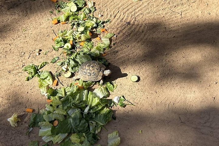 Krokodillenboerderij en culturele musea ervaring in Djerba