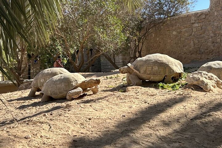Krokodillenboerderij en culturele musea ervaring in Djerba