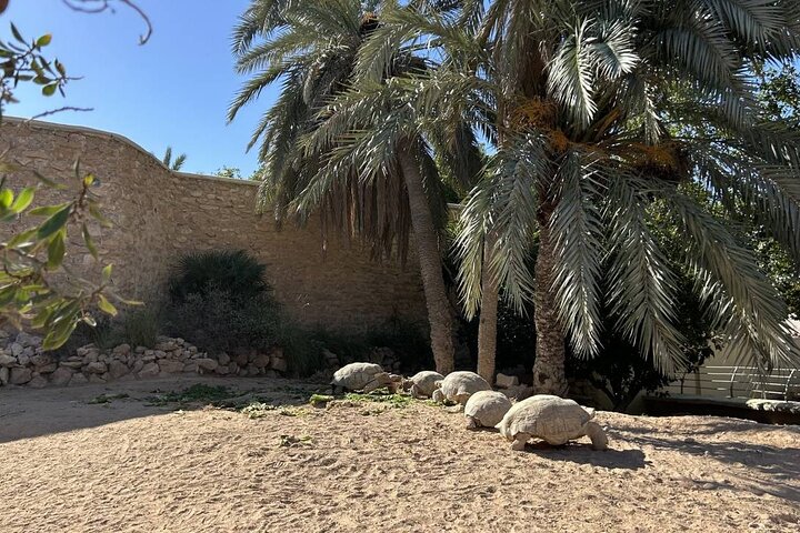 Krokodillenboerderij en culturele musea ervaring in Djerba