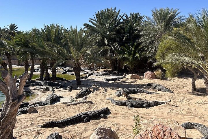 Krokodillenboerderij en culturele musea ervaring in Djerba