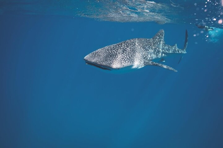Nada con el tiburón ballena en La Paz, México