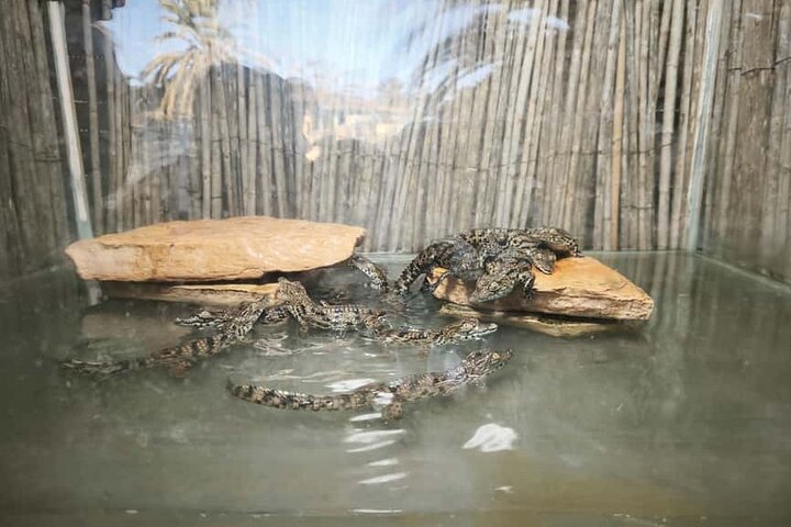 Krokodillenboerderij en culturele musea ervaring in Djerba
