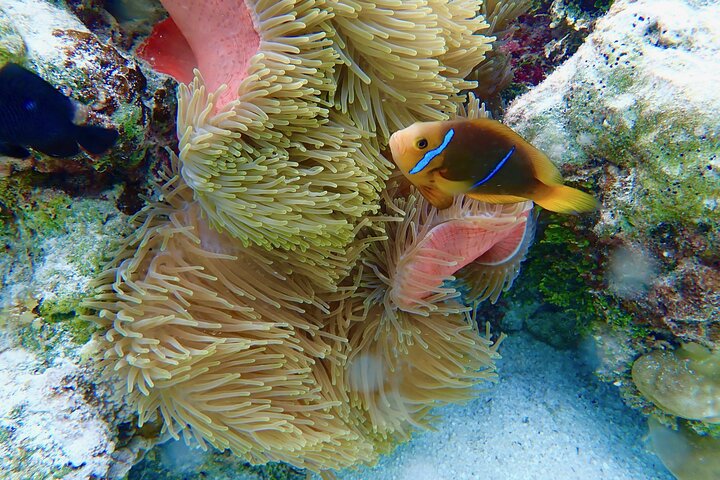 1/2 giornata Tahaa Coral Garden - partenza Raiatea / ideale per crocieristi