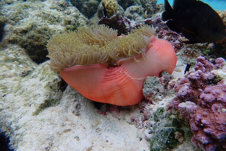 1/2 giornata Tahaa Coral Garden - partenza Raiatea / ideale per crocieristi