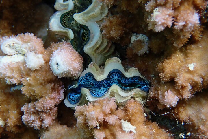 1/2 giornata Tahaa Coral Garden - partenza Raiatea / ideale per crocieristi
