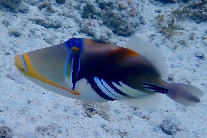 1/2 giornata Tahaa Coral Garden - partenza Raiatea / ideale per crocieristi