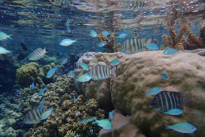 1/2 giornata Tahaa Coral Garden - partenza Raiatea / ideale per crocieristi